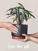 LE TAUCI Ceramic Plant Pots with Drainag... - Image 5