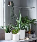 D'vine Dev 6 Inch 6.5 Inch 8 Inch, Set o... - Image 4